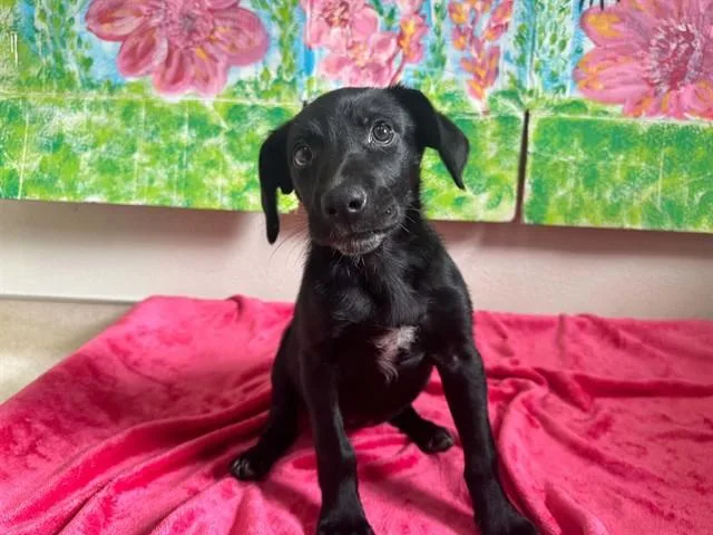 Fettucini