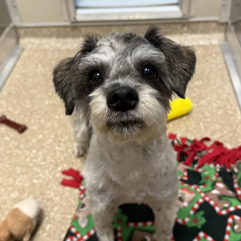 A young small-sized male Black Miniature Schnauzer dog named Bentley for adoption in Sonoma, CA