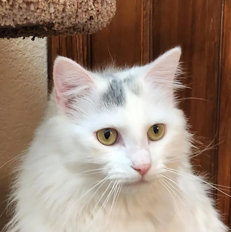 An adult medium-sized female White Domestic Medium Hair cat named Snowball for adoption in Oklahoma City, OK