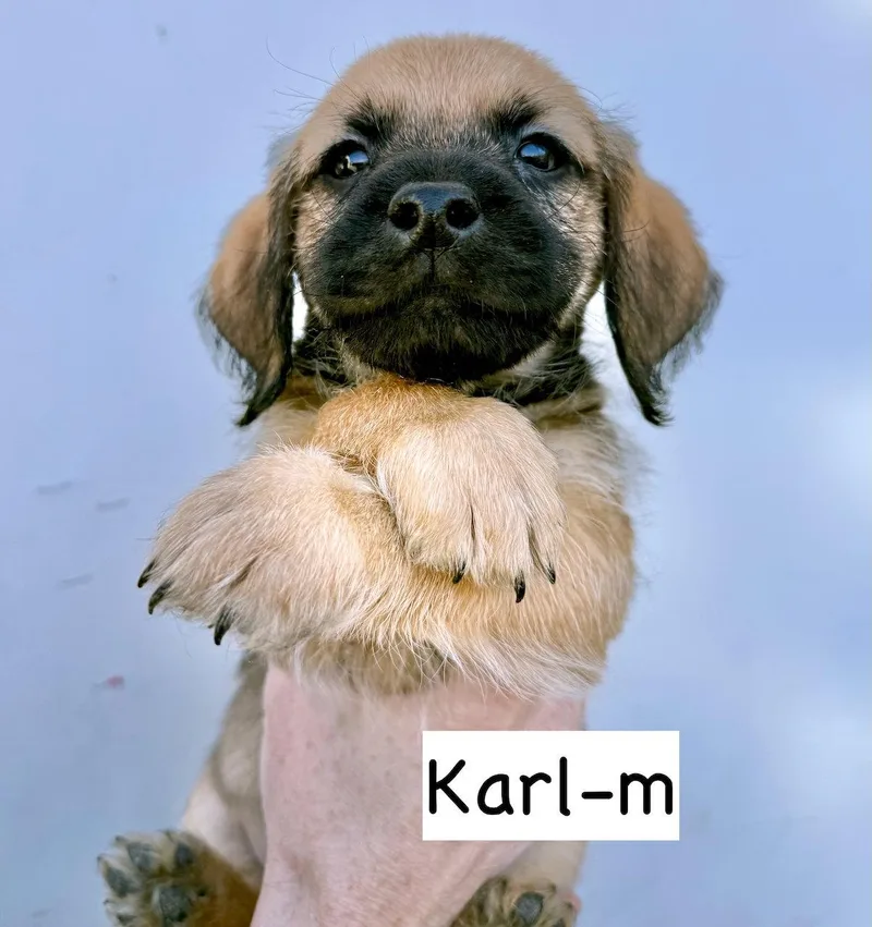 Karl
