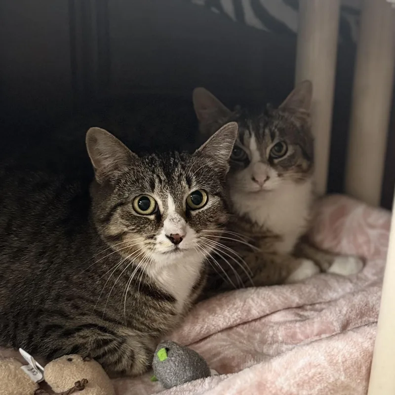 Marcelle thumbnail 3