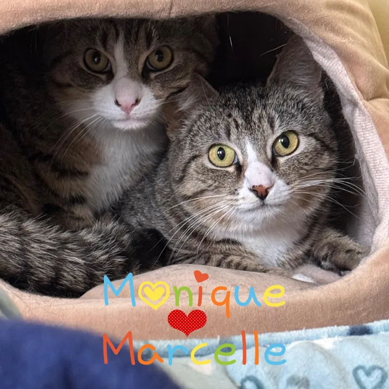 Marcelle thumbnail 5