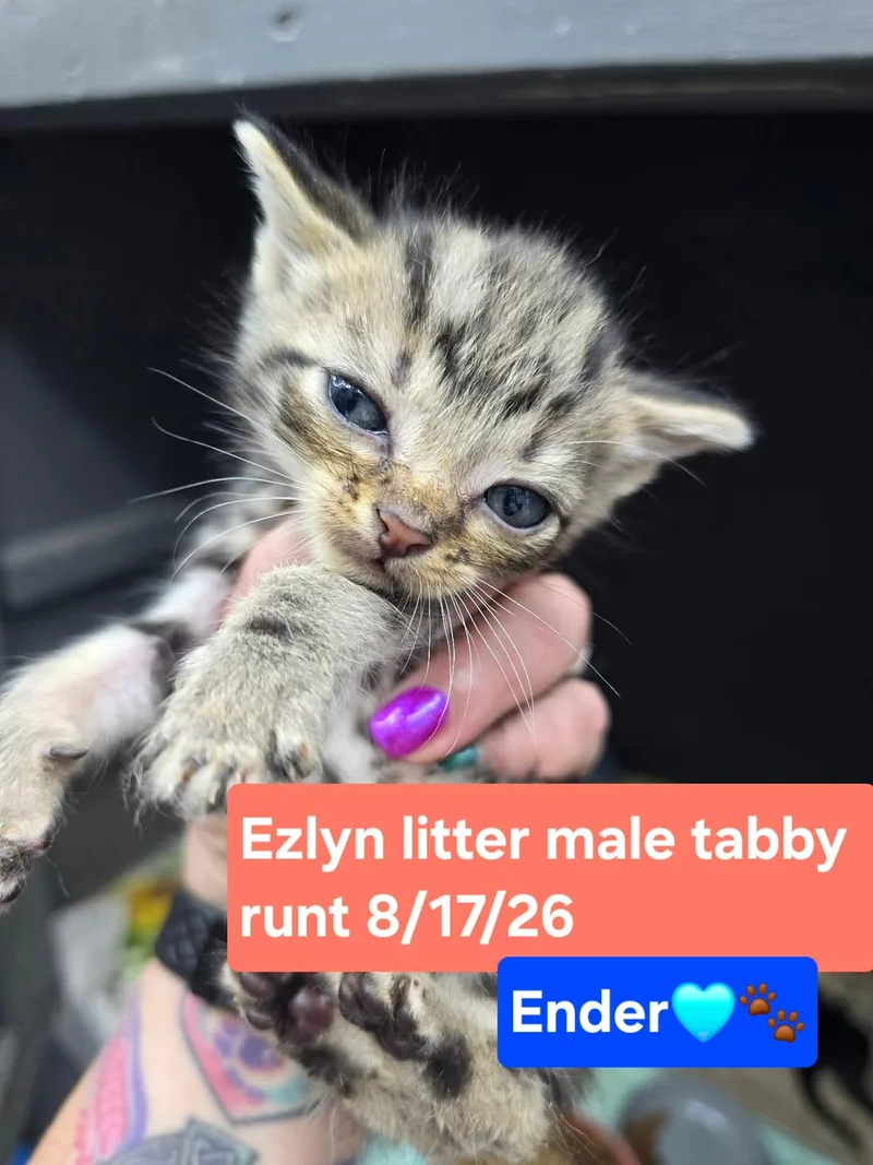 A baby medium-sized male Domestic Short Hair cat named Ender for adoption in hinckley, IL