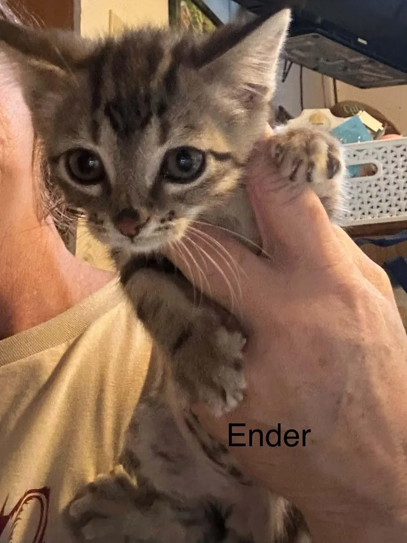 Ender thumbnail 2