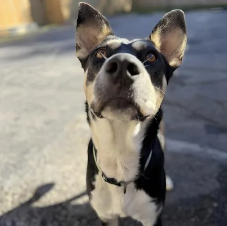 An adult medium-sized male Tricolor (Brown, Black, & White) Husky dog named Jupiter for adoption in Naperville, IL