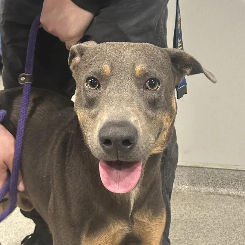 An adult medium-sized male Brown / Chocolate Hound dog named Tbone for adoption in Tampa, FL