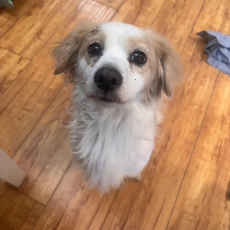 An adult small-sized male Spaniel dog named Milo for adoption in Corona, CA