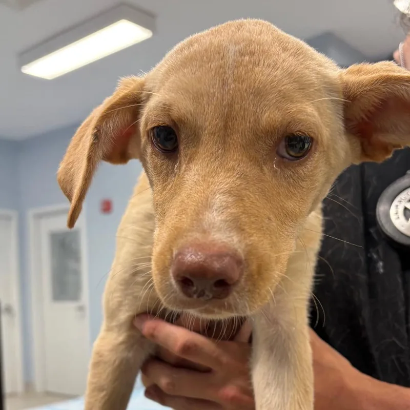 A baby small-sized female White / Cream Mixed Breed dog named Sky for adoption in Milton, FL