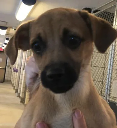 A senior small-sized male Chihuahua dog named Augie for adoption in El Paso, TX