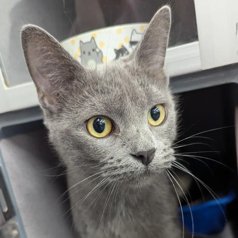 A young small-sized female Gray / Blue / Silver Domestic Short Hair cat named Koshka for adoption in Evansville, IN