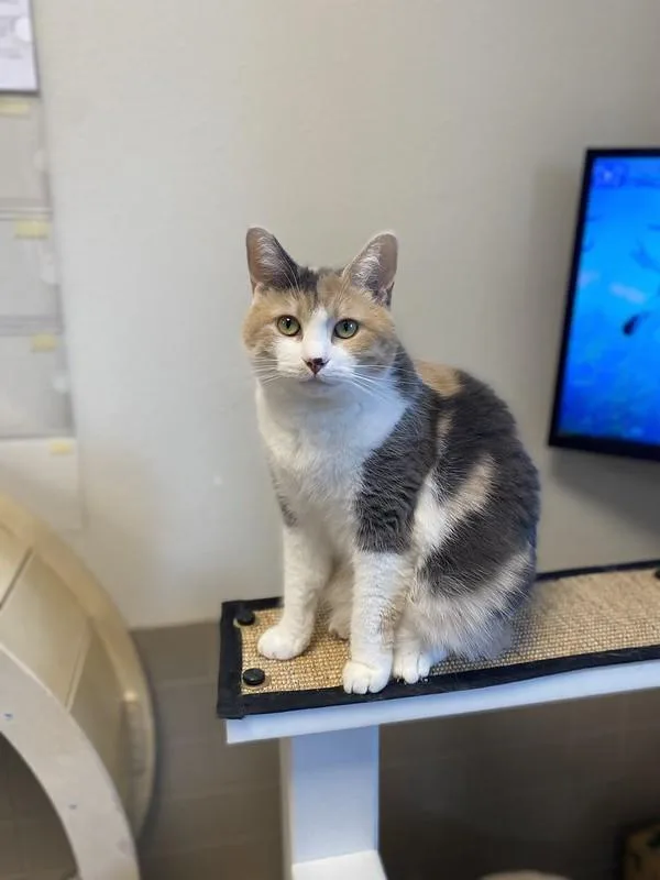 An adult medium-sized female Domestic Medium Hair cat named Flower patch for adoption in Truckee, CA