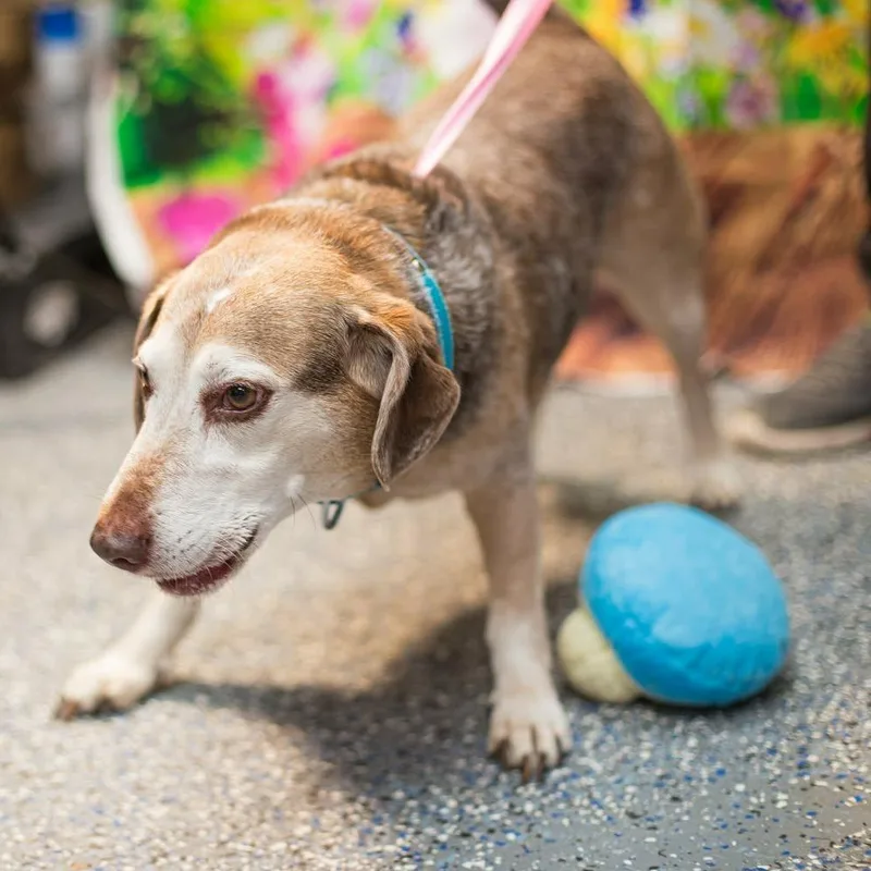 A senior medium-sized male Brown / Chocolate Beagle dog named Buoy for adoption in Washington, DC