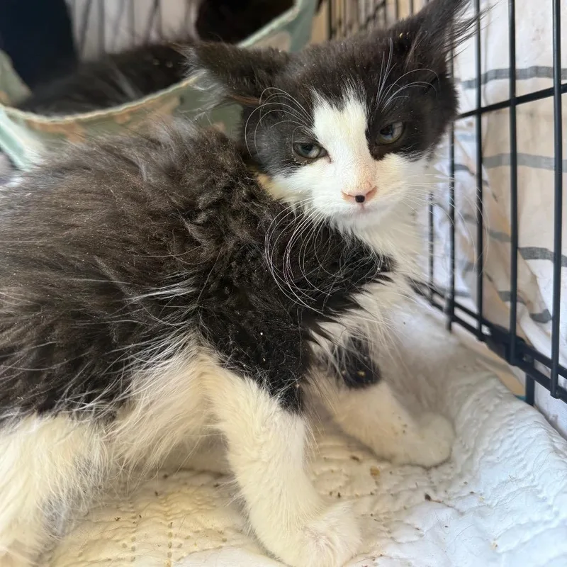 A baby small-sized male Domestic Medium Hair cat named Fluffy for adoption in Spokane, WA