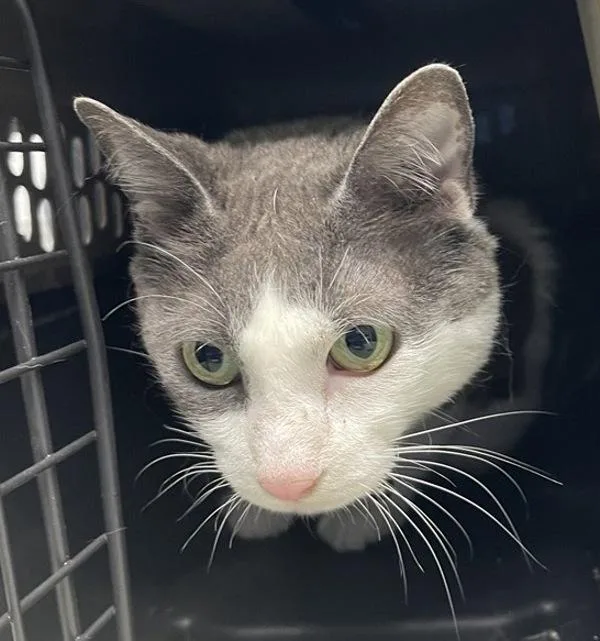 An adult medium-sized female Domestic Short Hair cat named Luna for adoption in Escondido, CA