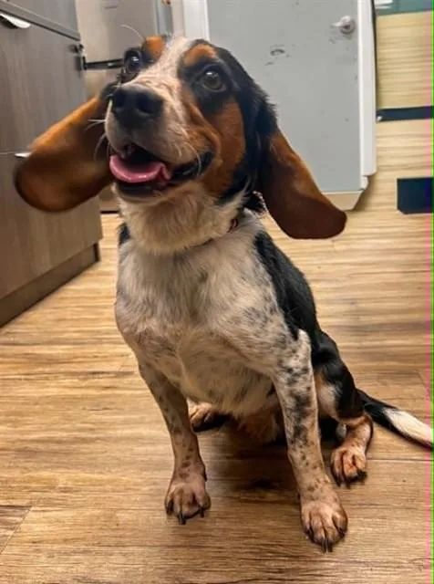 An adult medium-sized male Beagle dog named Finn for adoption in Westminster, MD