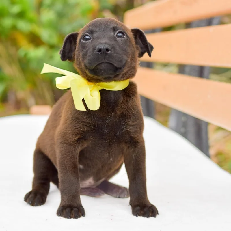 A baby medium-sized female Brown / Chocolate Mixed Breed dog named Lilikoi for adoption in Kailua Kona, HI