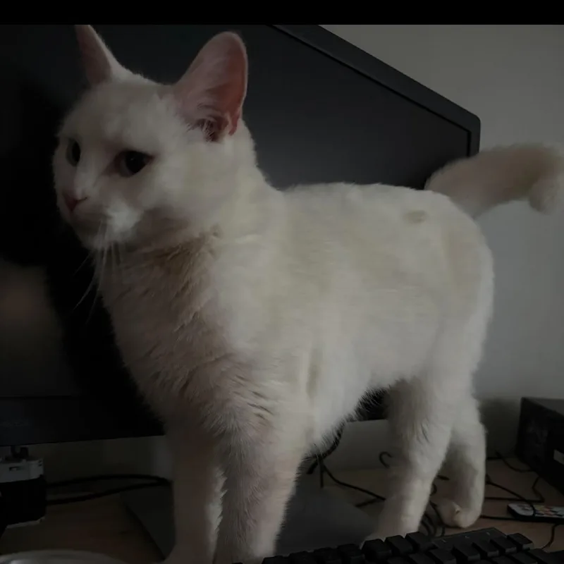 Runt