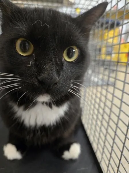 A young medium-sized male Domestic Short Hair cat named Pepper for adoption in Millersville, MD