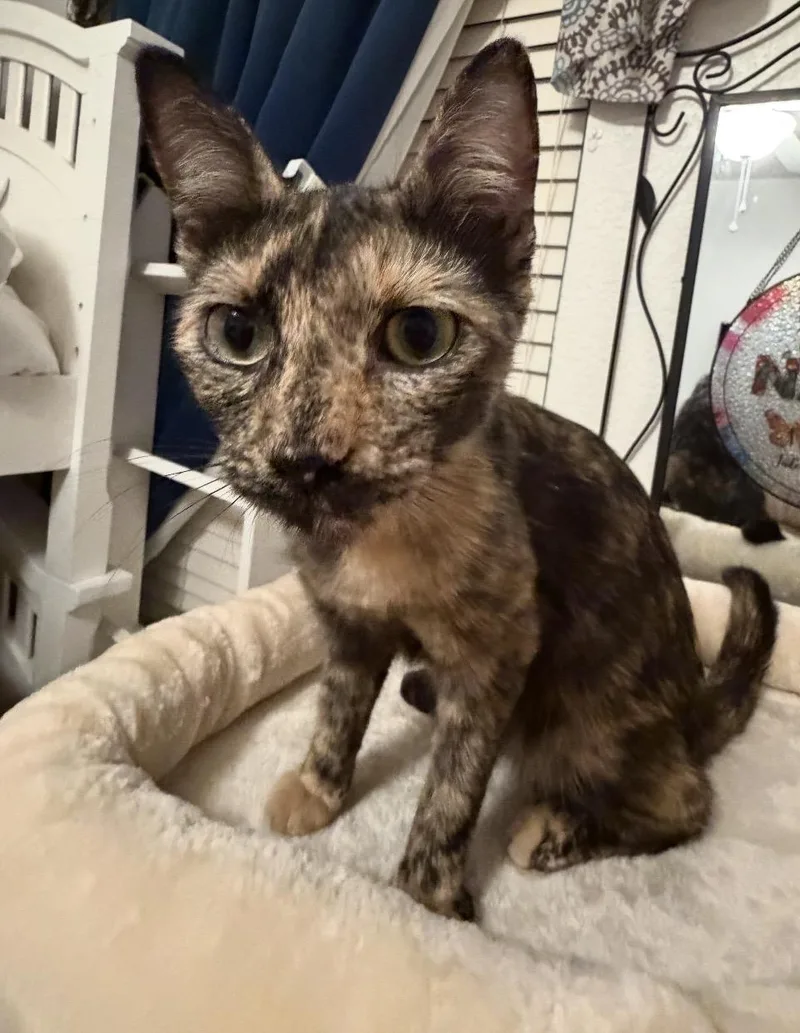 A young medium-sized female Tortoiseshell Domestic Short Hair cat named Princess Donut for adoption in Converse, TX