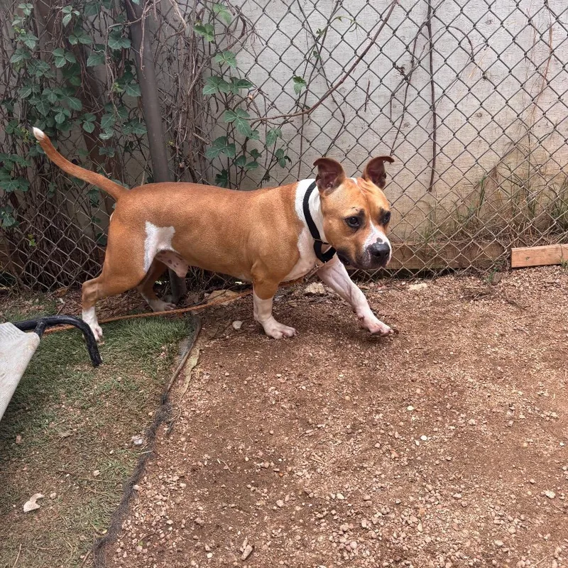 A senior large-sized male Yellow / Tan / Blond / Fawn Pit Bull Terrier dog named Monkey for adoption in Austin, TX