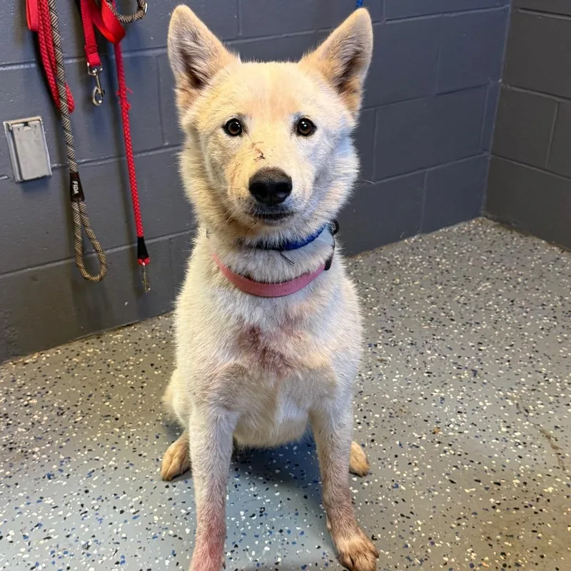 An adult medium-sized female White / Cream Husky dog named Gracie for adoption in Tuscaloosa, AL