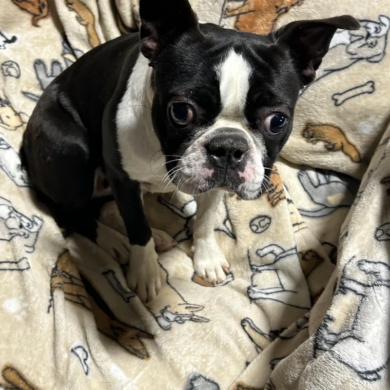 A young small-sized female Black Boston Terrier dog named Patty  lbs for adoption in Antwerp, OH