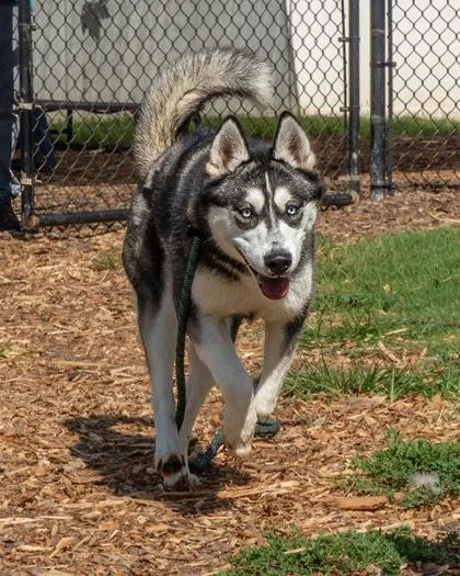 An adult large-sized female Mixed Breed dog named Greater Flamingo for adoption in Chamblee, GA