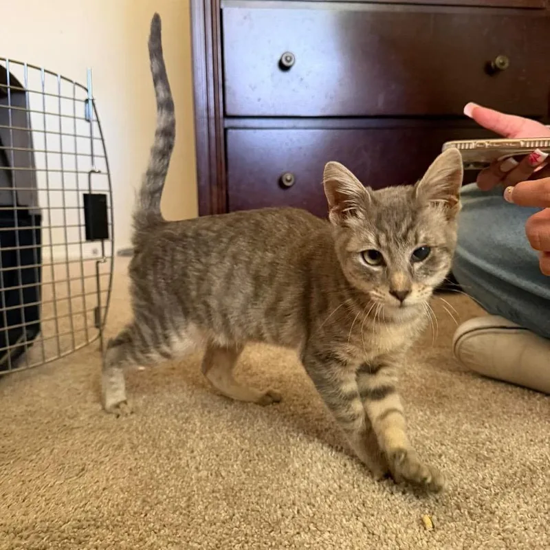 A baby small-sized male Gray / Blue / Silver Domestic Short Hair cat named Hermes for adoption in Nampa, ID