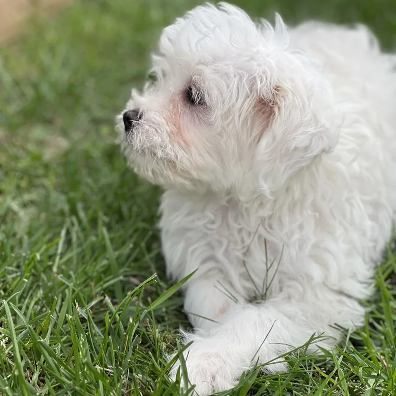 A baby small-sized female White / Cream Miniature Poodle dog named Sierra for adoption in Greensboro, NC