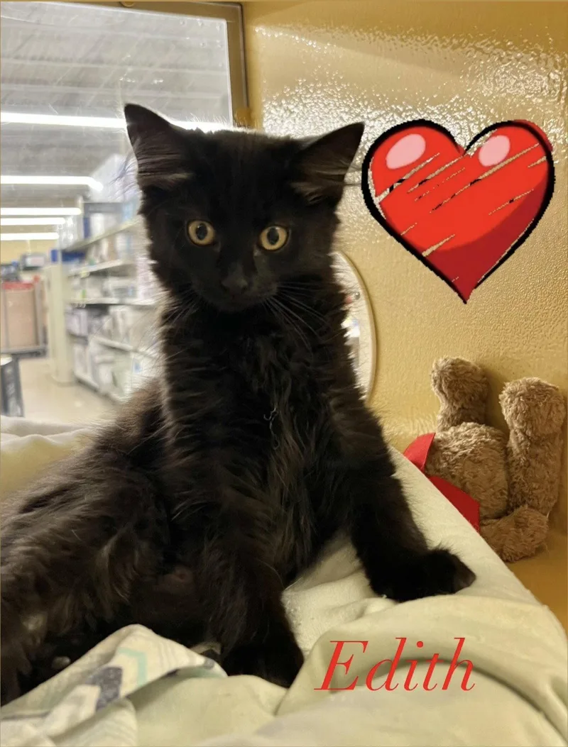 A young medium-sized female Black Domestic Medium Hair cat named Edith for adoption in Spring Lake, NJ