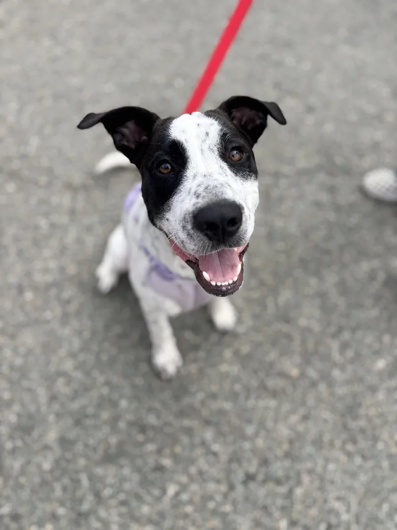 A baby large-sized male Pit Bull Terrier dog named Fibula for adoption in Richmond, VA
