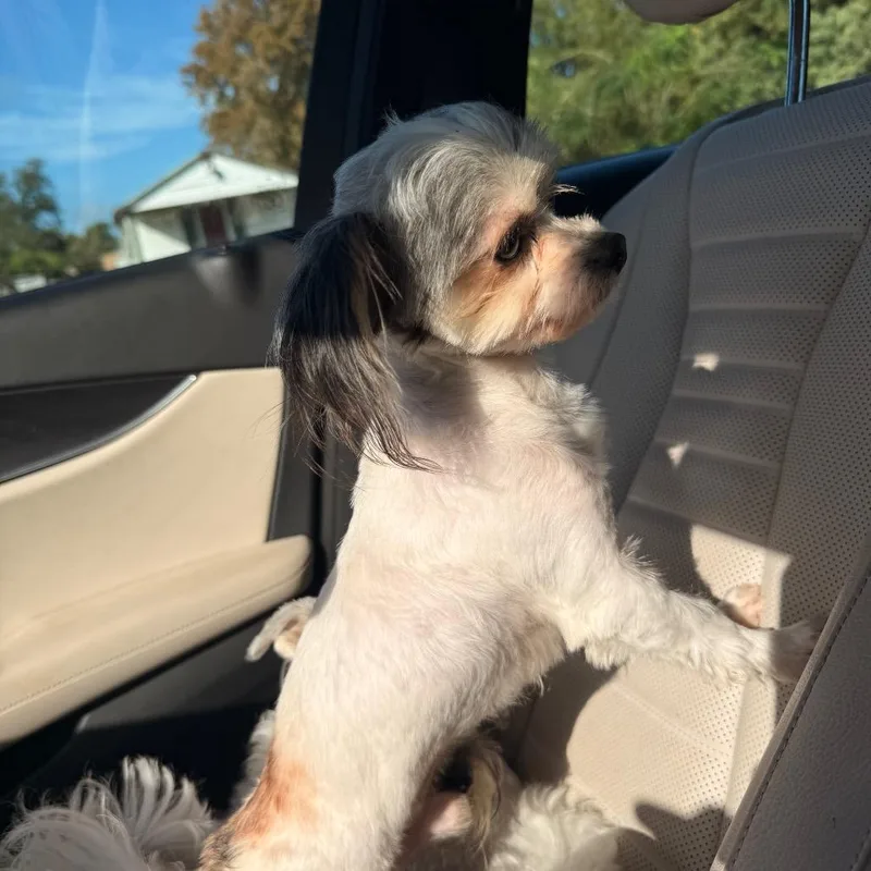 An adult small-sized male White / Cream Maltese dog named Fonzi for adoption in Baton Rouge, LA