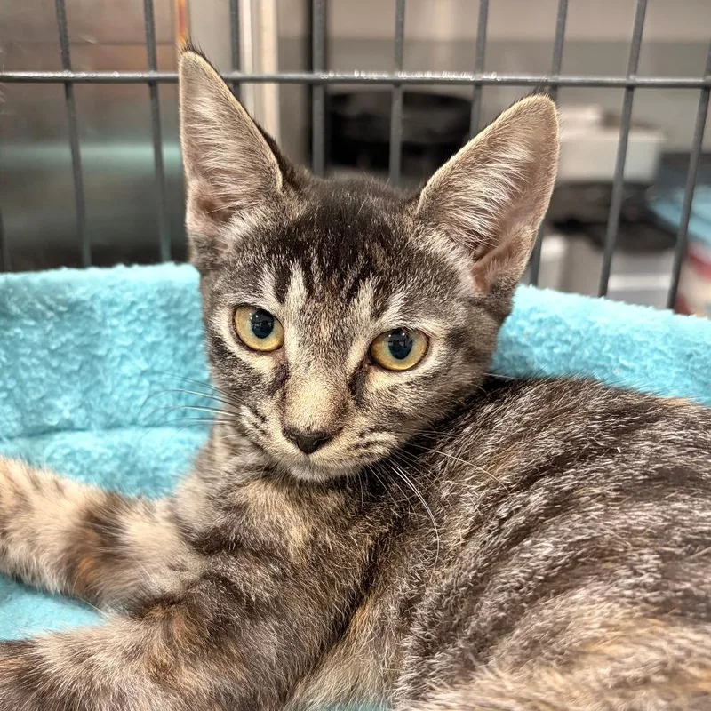 A baby small-sized female Torbie Domestic Short Hair cat named Alcmene for adoption in Bradenton, FL