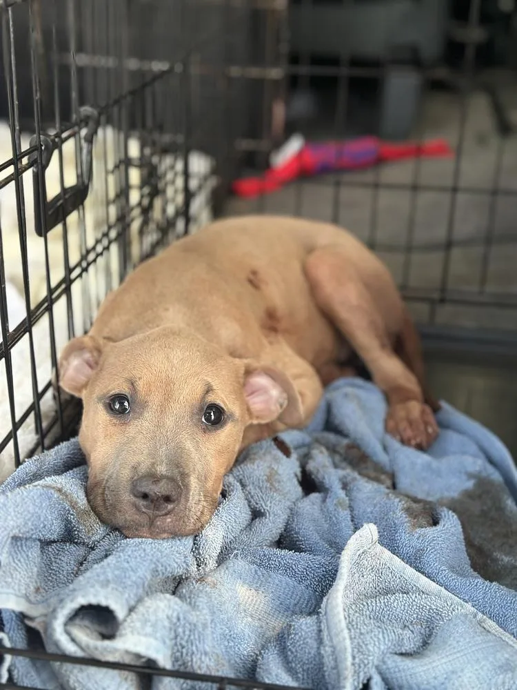 A baby small-sized female Brown / Chocolate American Bulldog dog named Chi Chi for adoption in Lakeland, FL