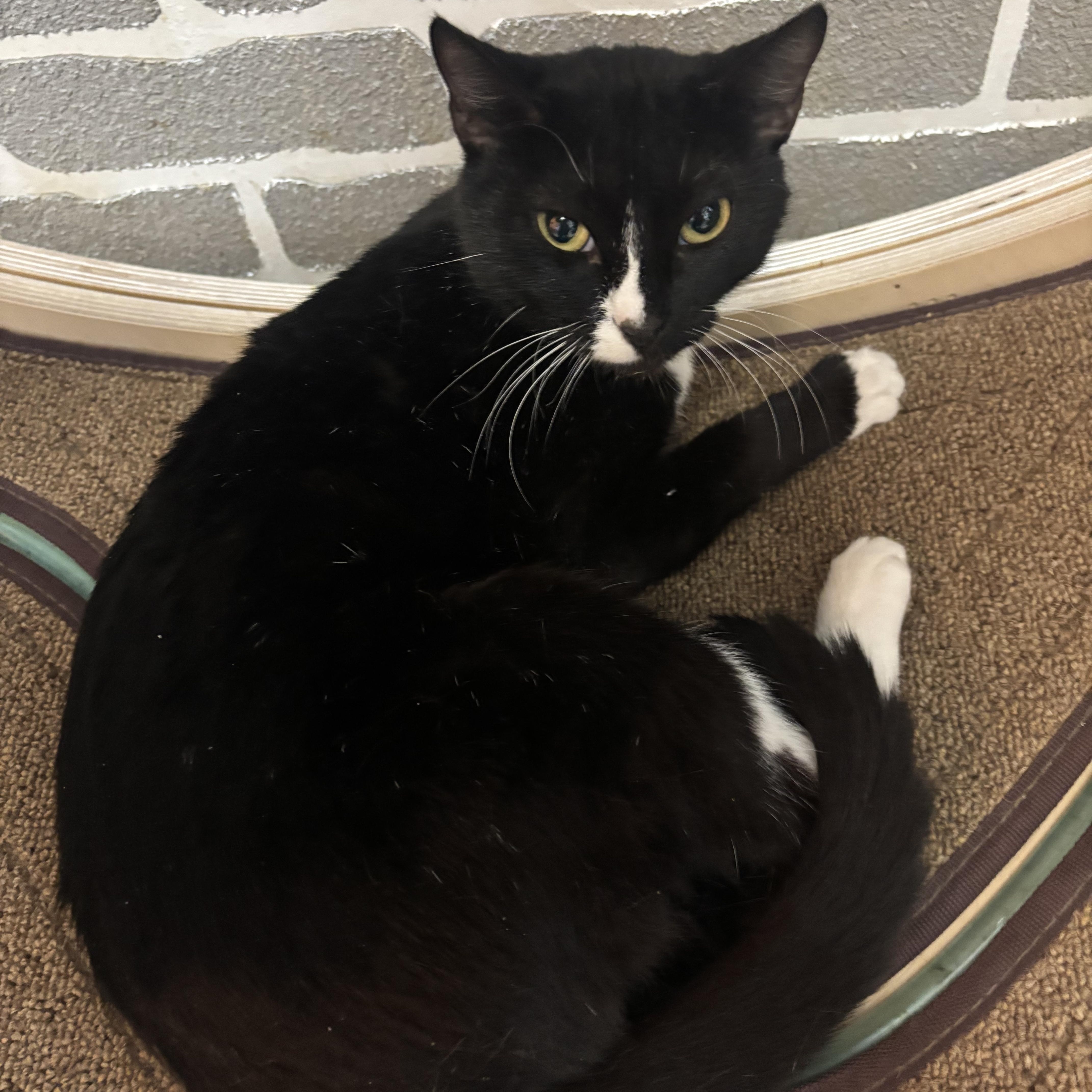 Wendy @ Fat Cat thumbnail 3