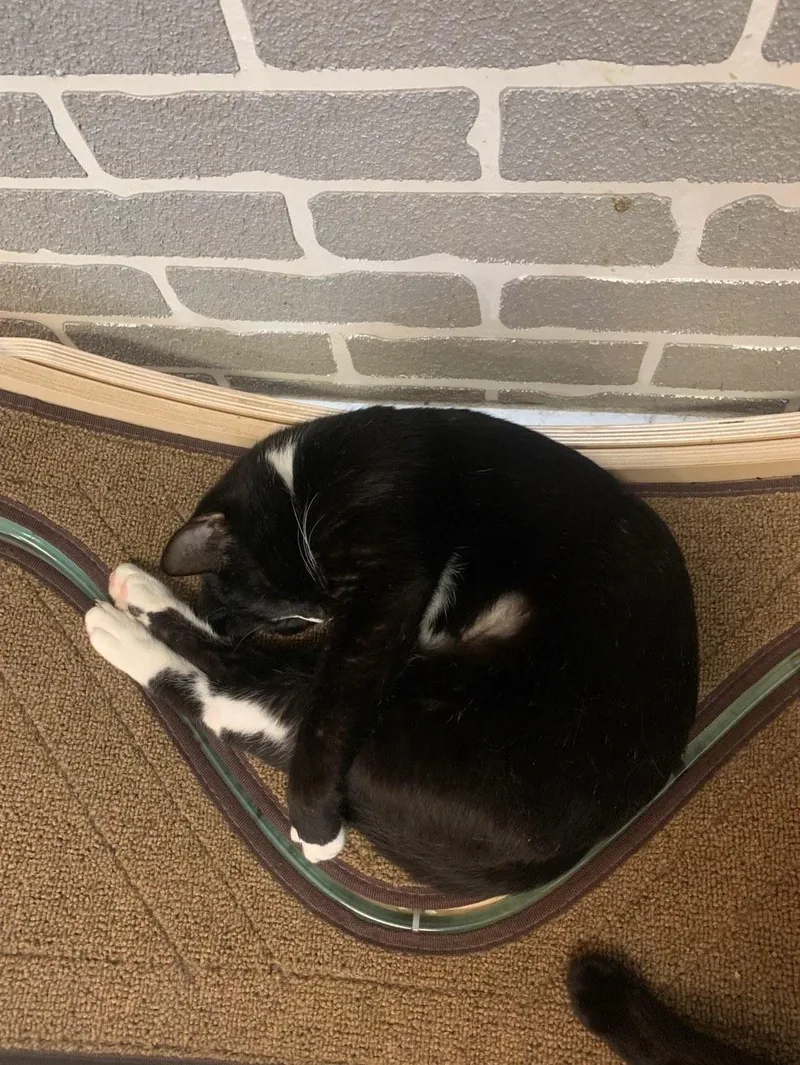 Wendy @ Fat Cat thumbnail 6