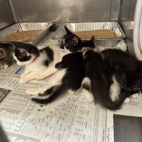 A baby small-sized male Black Domestic Short Hair cat named Bill for adoption in Hawthorne, CA