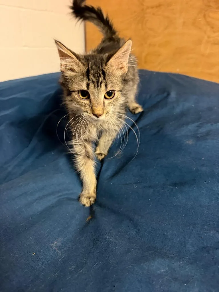 A baby large-sized female Domestic Long Hair cat named Akasha for adoption in warrenville, SC
