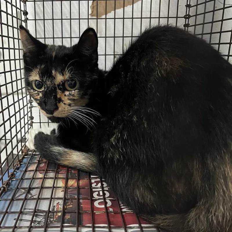 An adult medium-sized female Calico Domestic Short Hair cat named Blanquita for adoption in Edinburg, TX