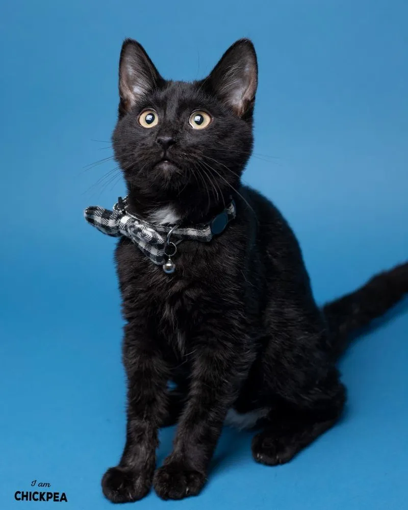 A baby medium-sized male Domestic Short Hair cat named Chickpea for adoption in Boone, IA