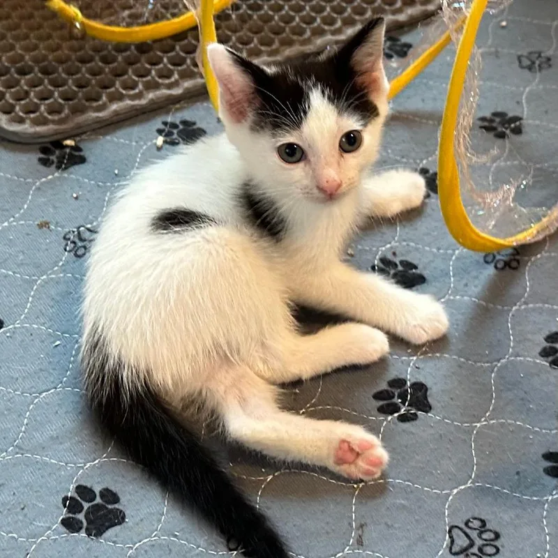 A baby small-sized male White Domestic Short Hair cat named Tucker for adoption in Houston, TX