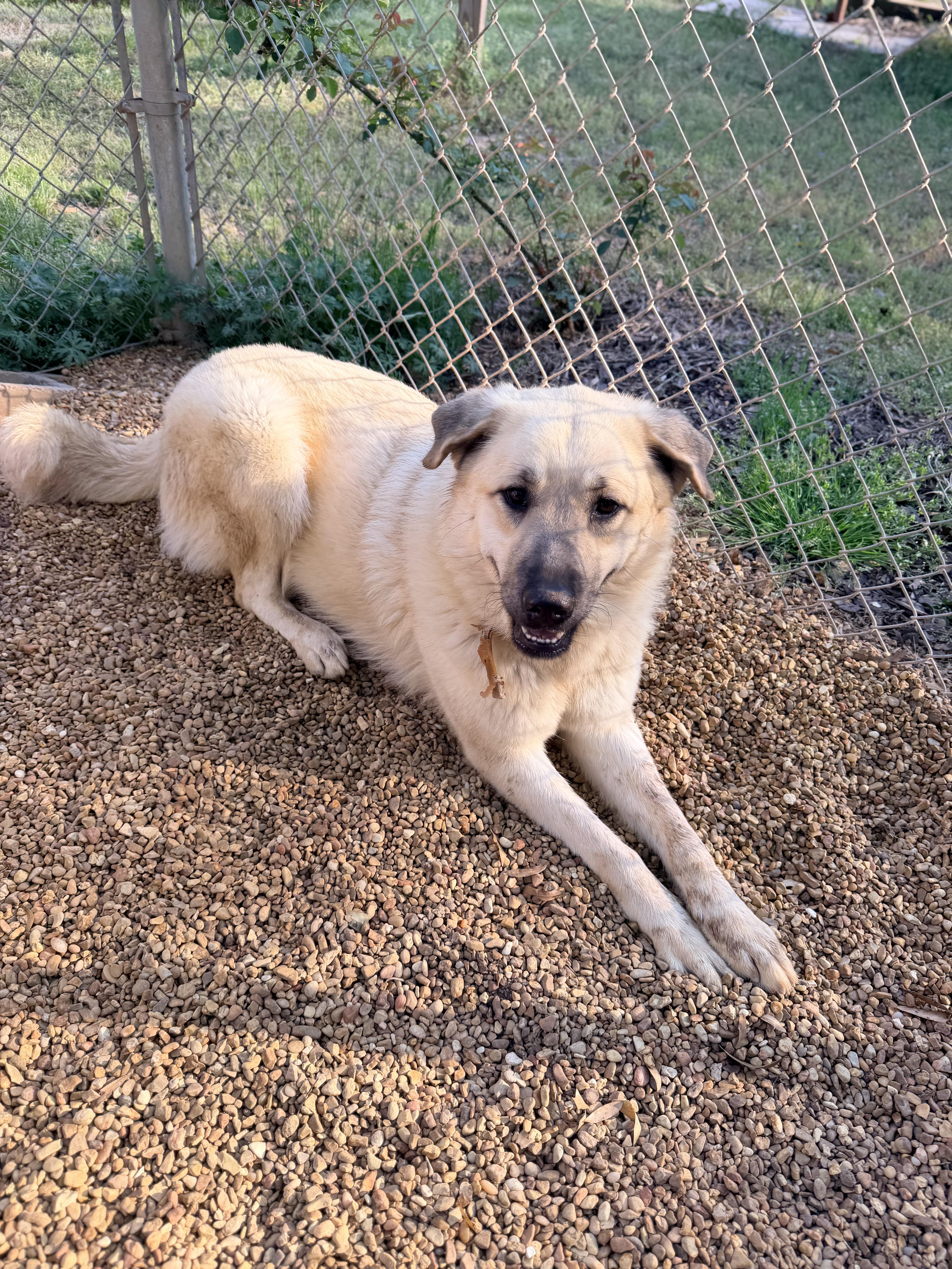 A young large-sized female Anatolian Shepherd dog named Maxi for adoption in Fosters, AL
