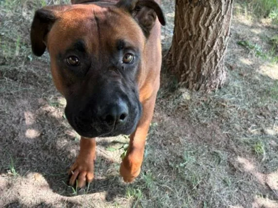 An adult large-sized male Mastiff dog named Dude for adoption in Tulsa, OK
