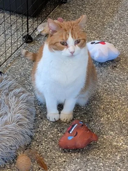 An adult medium-sized male Domestic Long Hair cat named Rupy for adoption in Shawano, WI