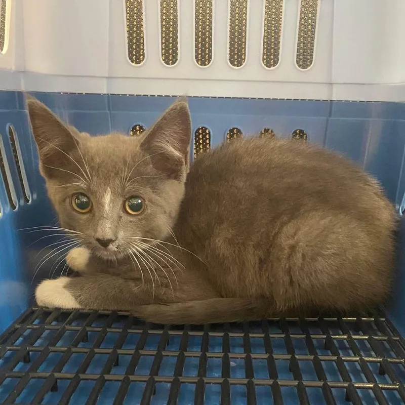 A baby small-sized male Gray / Blue / Silver Domestic Short Hair cat named Jon Snow for adoption in Huntington, WV