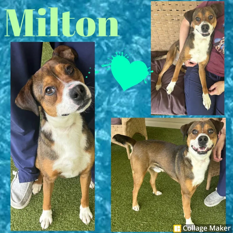 An adult large-sized male Border Collie dog named Milton for adoption in Clearfield, PA