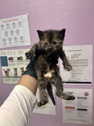 A baby small-sized female Gray / Blue / Silver Domestic Short Hair cat named 60827787 for adoption in El Paso, TX