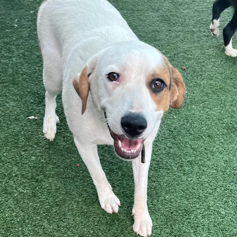 A young large-sized female White / Cream Great Pyrenees dog named Rosebud for adoption in La Grange, KY
