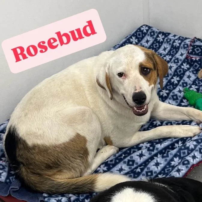 Rosebud thumbnail 4