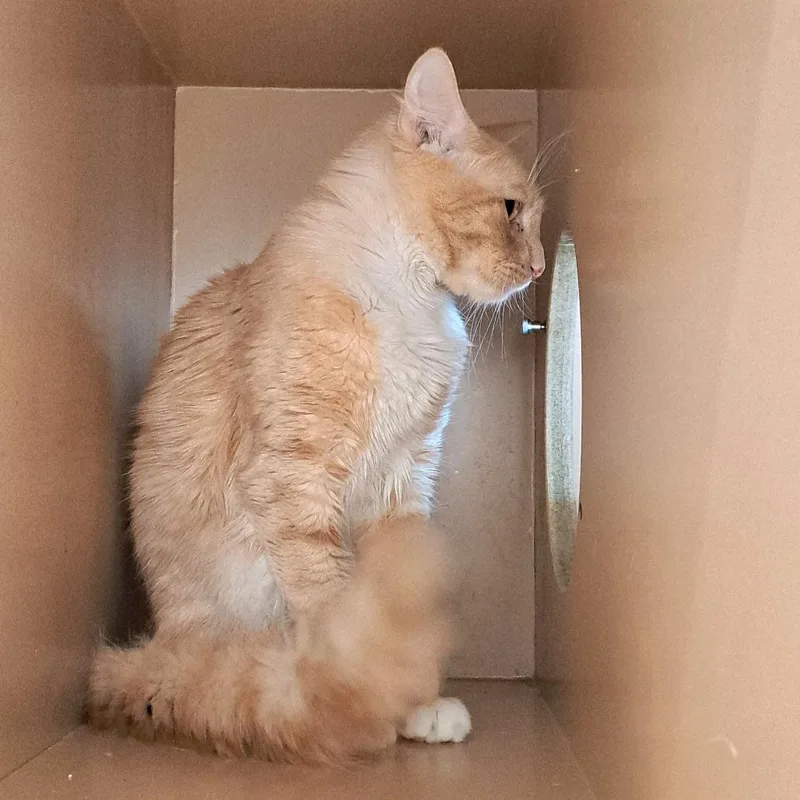 An adult medium-sized male Buff / Tan / Fawn Domestic Medium Hair cat named John Wayne for adoption in Brownsboro, AL